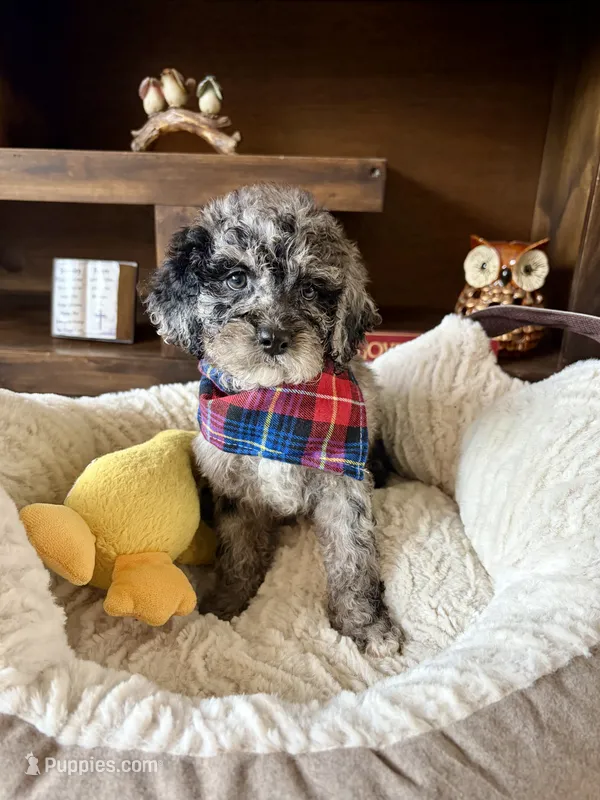 Tucker  – Cockapoo, Poodle - Toy  puppy for sale in Berrien Springs, MI