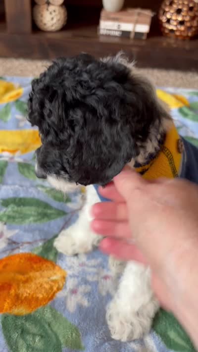 Toby , a male Cockapoo and Poodle - Toy  for sale in Berrien Springs, MI – 3 of 3