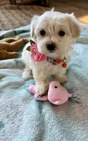 Molly, a female Maltipoo and Poodle - Toy  for sale in Berrien Springs, MI – 1 of 4