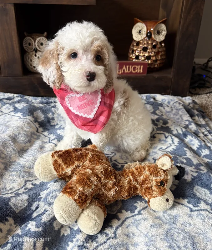 Daisy  – Cockapoo, Poodle - Toy  puppy for sale in Berrien Springs, MI