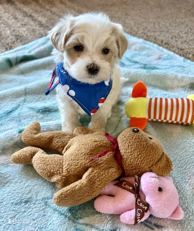 Milo – Maltese, Poodle - Toy  puppy for sale in Berrien Springs, MI