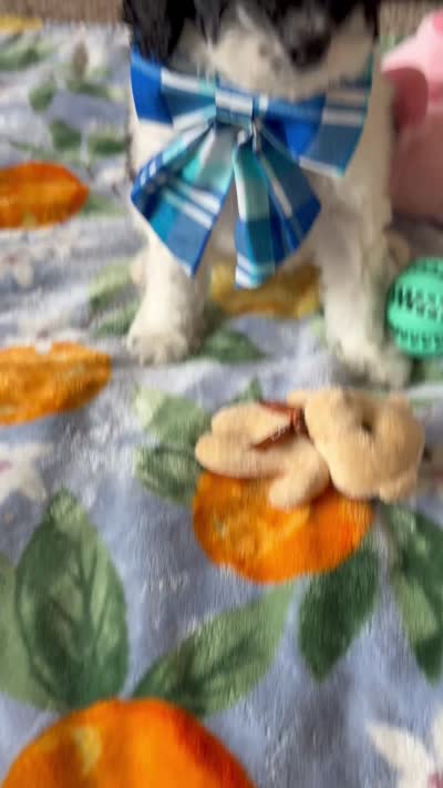 Toby, a male Cockapoo and Poodle - Toy  for sale in Berrien Springs, MI – 3 of 3