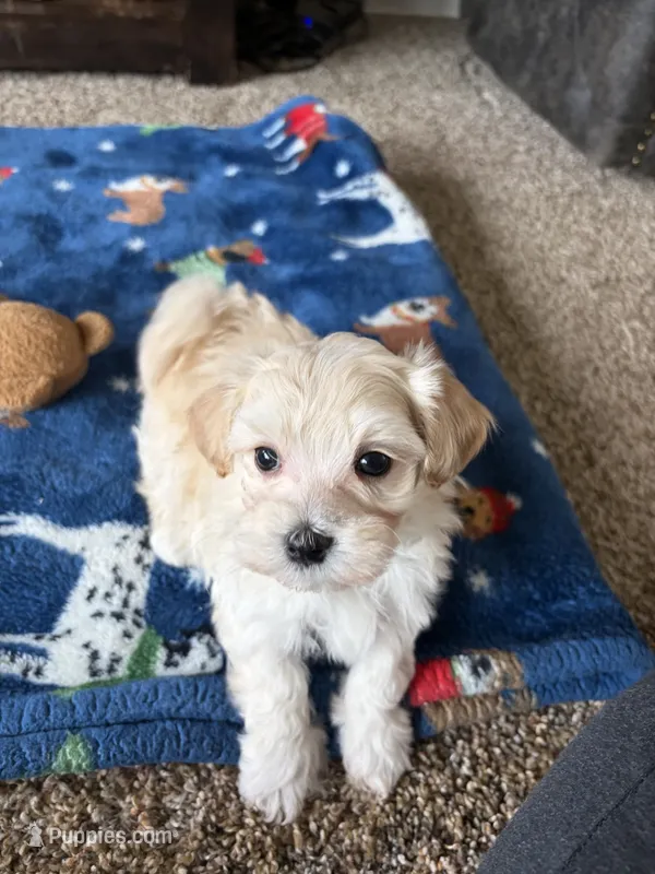 charlie – Maltese, Poodle - Toy  puppy for sale in Berrien Springs, MI