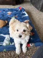 charlie, a male Maltese and Poodle - Toy  for sale in Berrien Springs, MI – 1 of 3