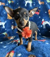 Mia , a female Jack Russell Terrier and Miniature Pinscher for sale in Berrien Springs, MI – 2 of 2