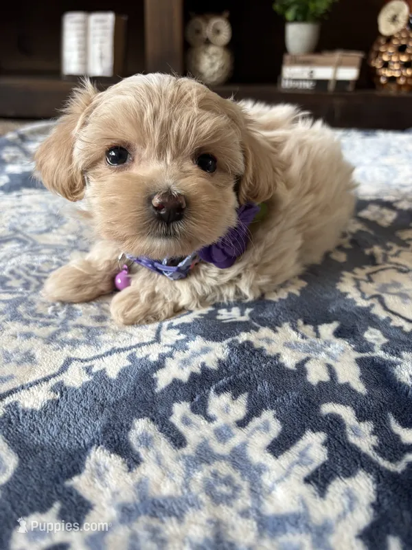 Molly  – Maltese, Poodle - Toy  puppy for sale in Berrien Springs, MI