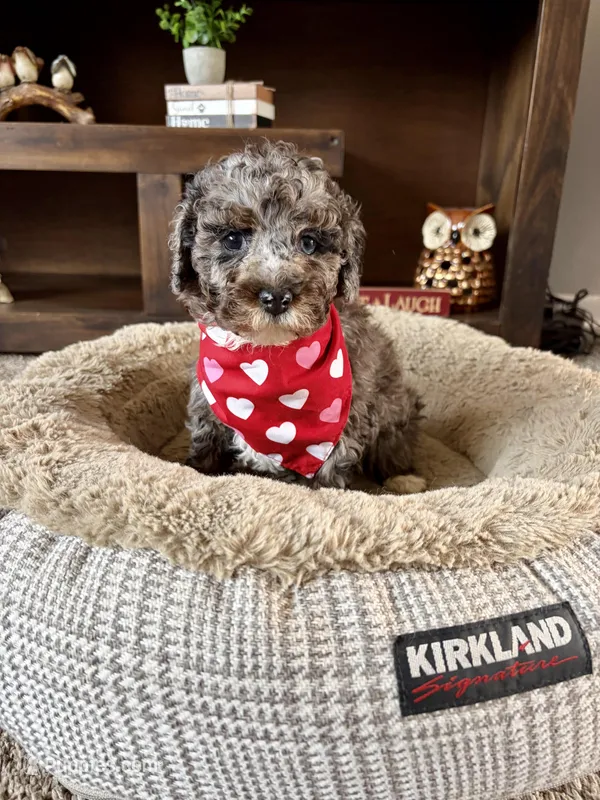 Heidi  – Cockapoo, Poodle - Toy  puppy for sale in Berrien Springs, MI