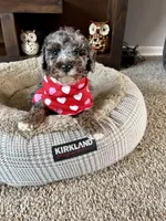 Heidi , a female Cockapoo and Poodle - Toy  for sale in Berrien Springs, MI – Photo 2 of 2