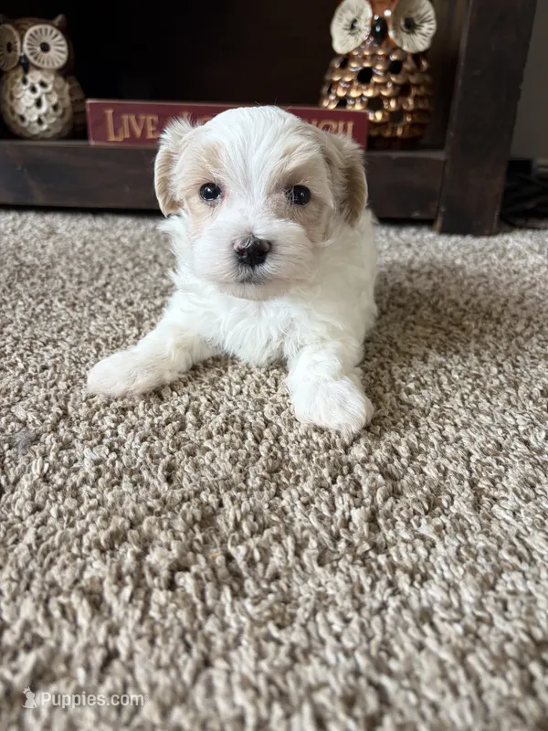 Milo – Maltipoo, Poodle - Toy  puppy for sale in Berrien Springs, MI