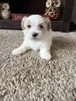 Milo, a male Maltese and Poodle - Toy  for sale in Berrien Springs, MI – 2 of 3