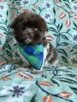 Teddy , a male Pomeranian and Shih Tzu for sale in Berrien Springs, MI – 2 of 2