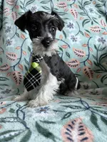Max, a male Miniature Schnauzer for sale in Berrien Springs, MI – Photo 2 of 2