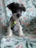 Max, a male Miniature Schnauzer for sale in Berrien Springs, MI – Photo 1 of 2