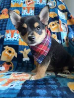Milo, a male Chihuahua and Pomeranian for sale in Berrien Springs, MI – 1 of 2