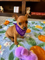 Bella , a female Chihuahua and Miniature Pinscher for sale in Berrien Springs, MI – 2 of 2