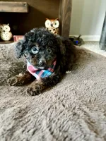 Benji, a male Cavapoo and Poodle - Toy  for sale in Berrien Springs, MI – 1 of 3