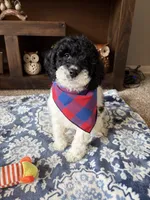 Toby , a male Cockapoo and Poodle - Toy  for sale in Berrien Springs, MI – 2 of 2