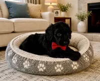 Bear , a male Cavapoo and Poodle - Toy  for sale in Berrien Springs, MI – 1 of 1