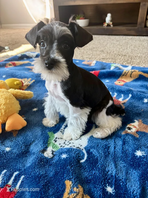 Max – Miniature Schnauzer puppy on hold in Berrien Springs, MI