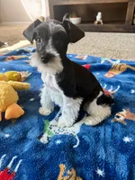Max, a male Miniature Schnauzer for sale in Berrien Springs, MI – Photo 1 of 3