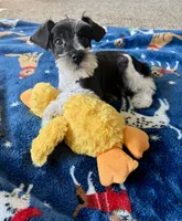 Max, a male Miniature Schnauzer for sale in Berrien Springs, MI – Photo 2 of 3