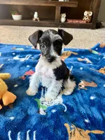 Max, a male Miniature Schnauzer for sale in Berrien Springs, MI – Photo 3 of 3