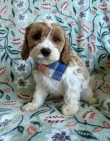 Charlie , a male Cavapoo and Poodle - Toy  for sale in Berrien Springs, MI – 1 of 2