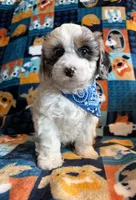 Duke , a female Cockapoo and Poodle - Toy  for sale in Berrien Springs, MI – 3 of 4