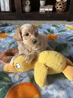 Max, a male Maltese and Poodle - Toy  for sale in Berrien Springs, MI – 2 of 3