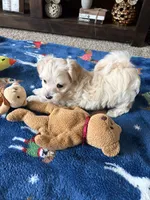 charlie, a male Maltese and Poodle - Toy  for sale in Berrien Springs, MI – 3 of 3