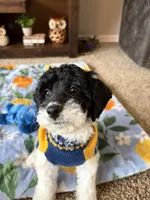 Toby , a male Cockapoo and Poodle - Toy  for sale in Berrien Springs, MI – 3 of 4