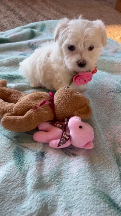 Molly, a female Maltipoo and Poodle - Toy  for sale in Berrien Springs, MI – 4 of 4