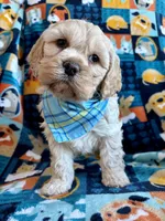 Benji, a male Cockapoo and Poodle - Miniature  for sale in Berrien Springs, MI – Photo 2 of 2