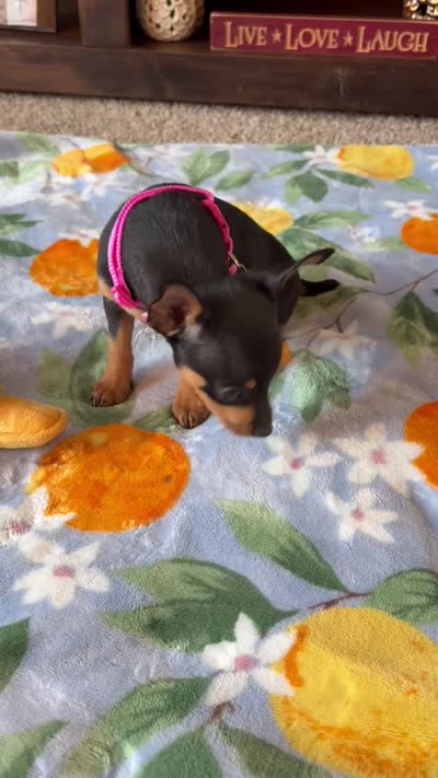 Mia , a female Chihuahua and Miniature Pinscher for sale in Berrien Springs, MI – 3 of 3