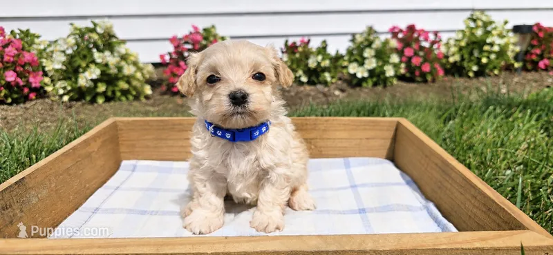 Benji – Maltipoo, Poodle - Toy  puppy for sale in Berrien Springs, MI