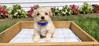Benji, a male Maltipoo and Poodle - Toy  for sale in Berrien Springs, MI – 1 of 1