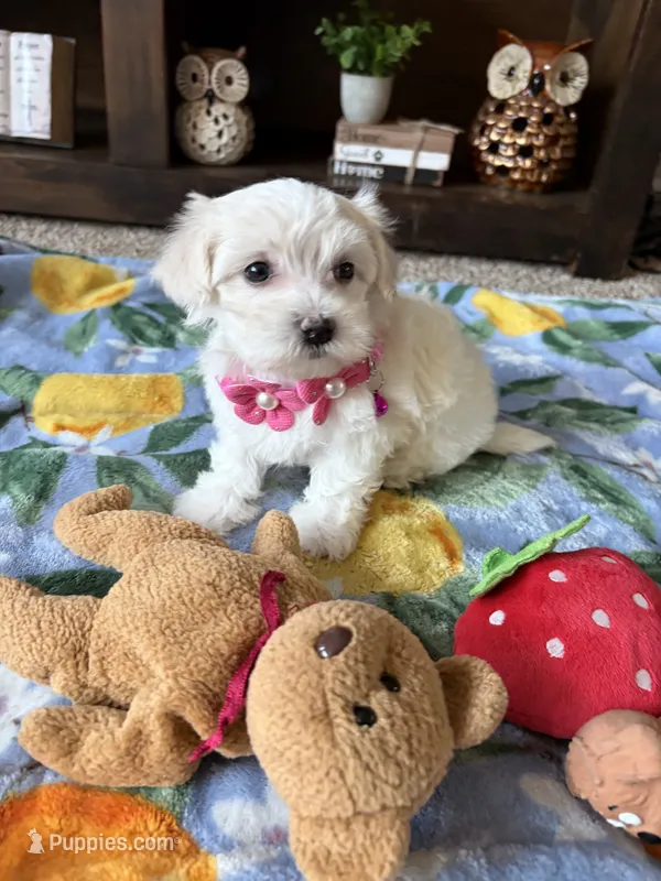 Molly  – Maltese, Poodle - Toy  puppy for sale in Berrien Springs, MI