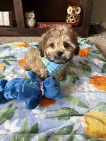Teddy  , a male Shih Tzu and Poodle - Toy  for sale in Berrien Springs, MI – 2 of 3