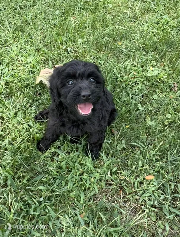 Bear  – Cavapoo, Poodle - Toy  puppy for sale in Berrien Springs, MI