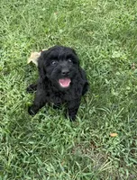 Bear , a male Cavapoo and Poodle - Toy  for sale in Berrien Springs, MI – 1 of 3
