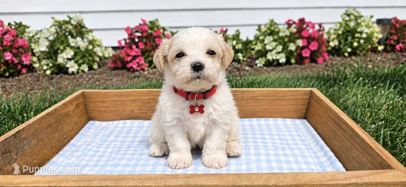 Milo – Maltipoo, Poodle - Toy  puppy for sale in Berrien Springs, MI