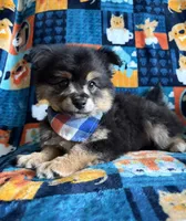 Max , a male Chihuahua and Pomeranian for sale in Berrien Springs, MI – 2 of 2