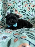 Milo , a male Pomeranian and Shih Tzu for sale in Berrien Springs, MI – 2 of 2