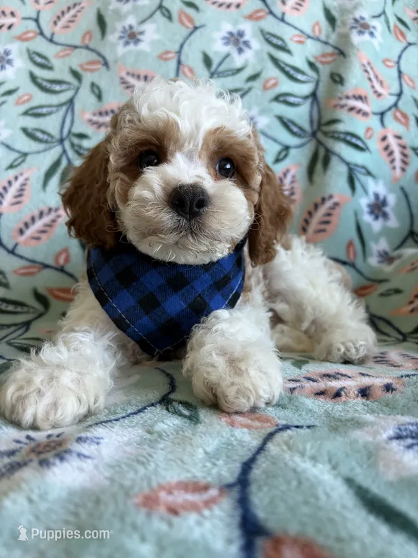 Benji – Cavapoo, Poodle - Toy  puppy for sale in Berrien Springs, MI