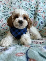 Benji, a male Cavapoo and Poodle - Toy  for sale in Berrien Springs, MI – 1 of 2