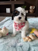 Dolly , a female Cockapoo and Poodle - Toy  for sale in Berrien Springs, MI – 1 of 3