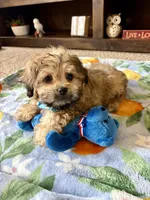Teddy  , a male Shih Tzu and Poodle - Toy  for sale in Berrien Springs, MI – 1 of 3