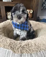 Tucker , a male Cockapoo and Poodle - Toy  for sale in Berrien Springs, MI – Photo 2 of 2