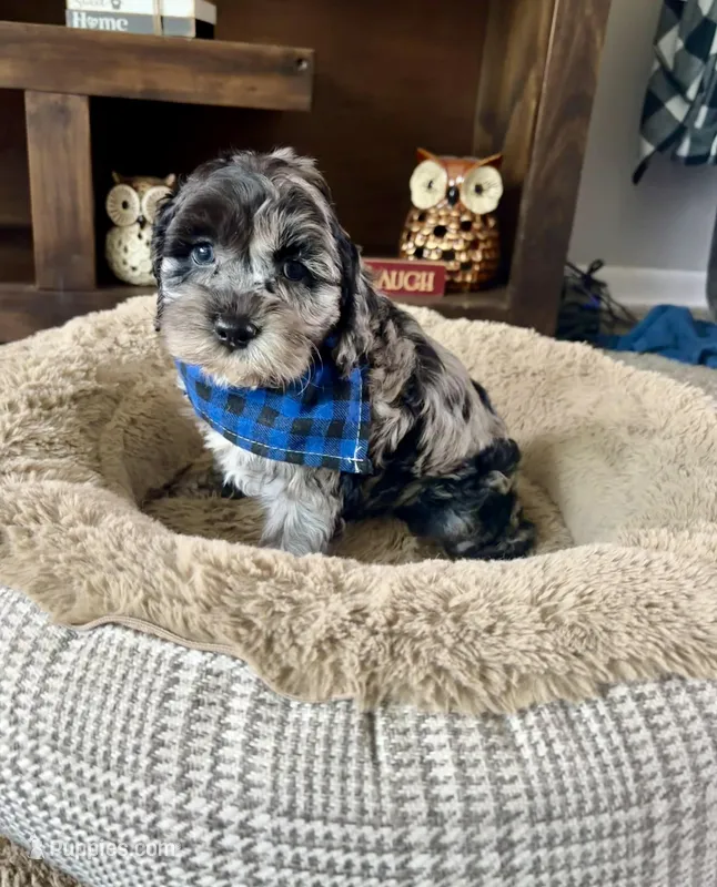 Tucker  – Cockapoo, Poodle - Toy  puppy on hold in Berrien Springs, MI