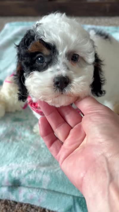 Dolly , a female Cockapoo and Poodle - Toy  for sale in Berrien Springs, MI – 3 of 3